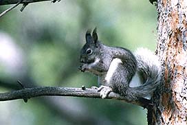 abertssquirrel.jpg