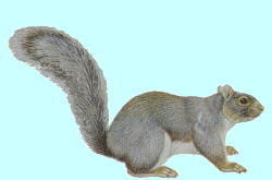 graysquirrel.gif